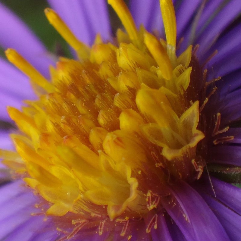 New England Aster photo 5