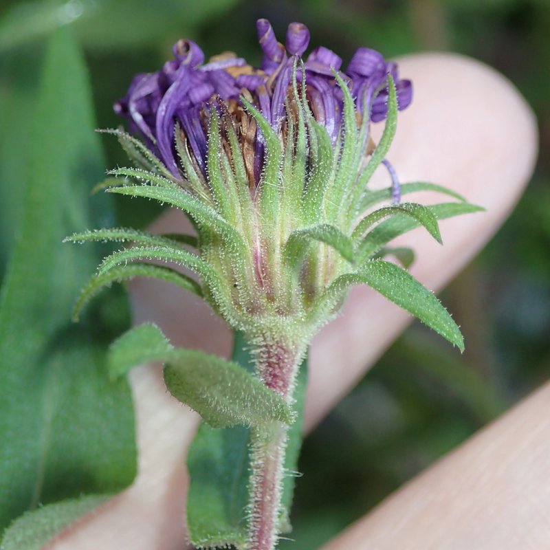 New England Aster photo 6