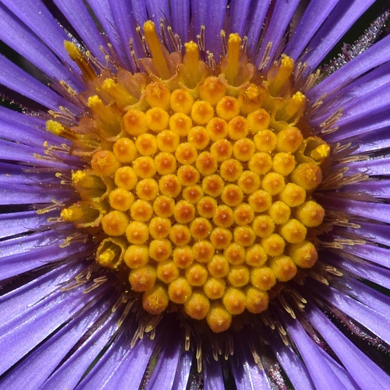 New England Aster photo 7