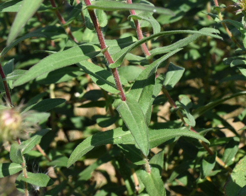 New England Aster photo 8