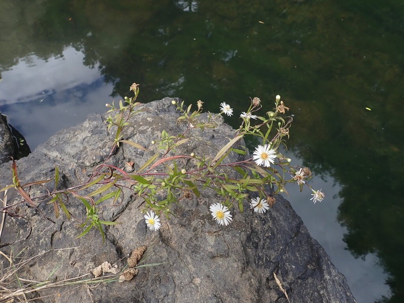 New York Aster photo 7