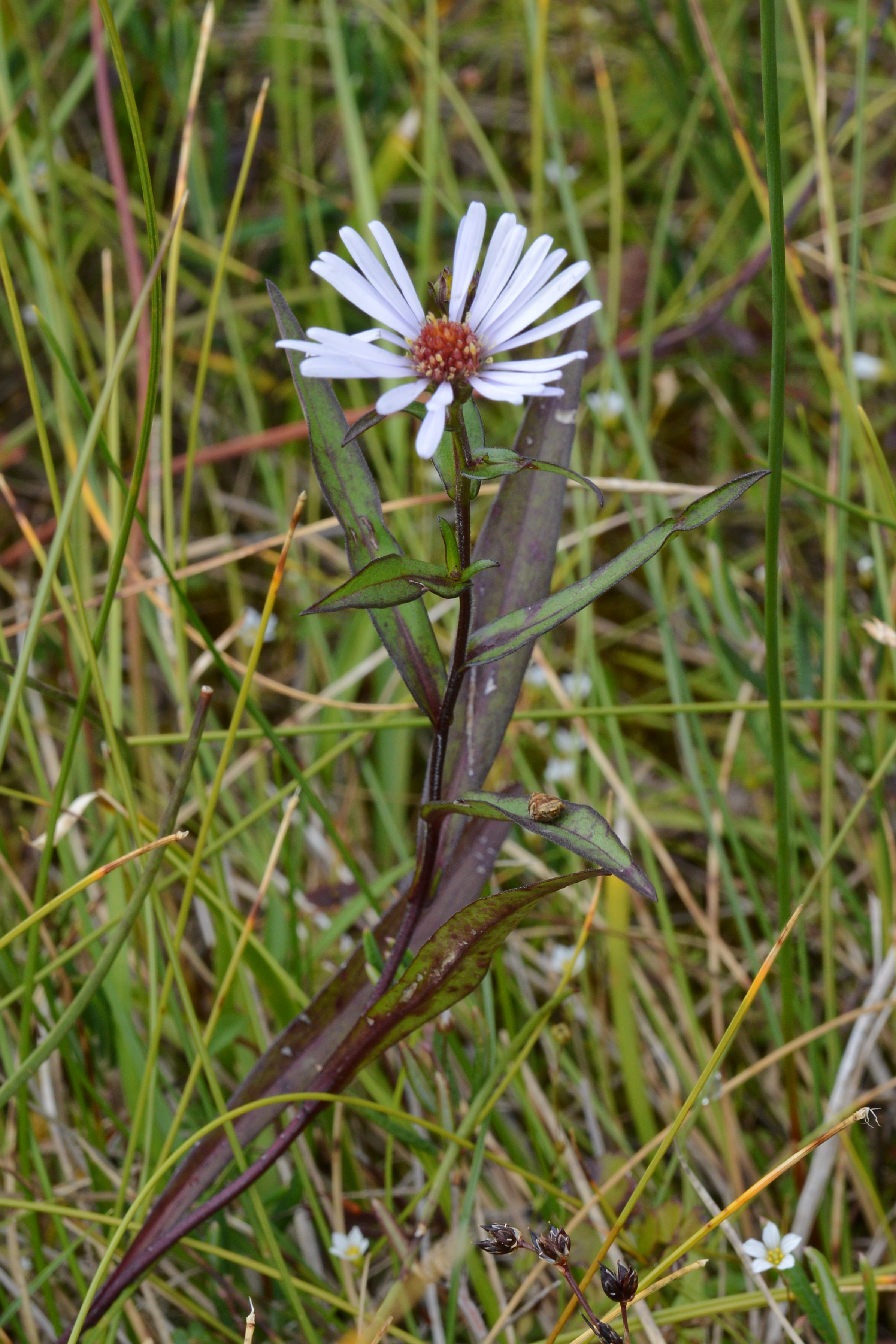 New York Aster photo 4