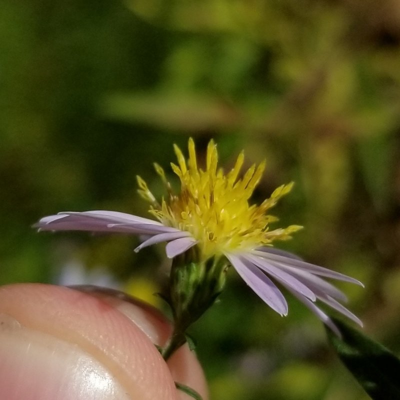 New York Aster photo 7