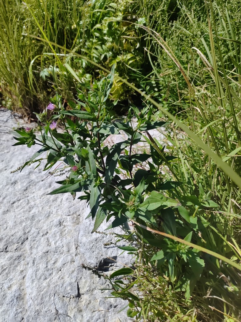 Symphyotrichum novi-belgii var. crenifolium