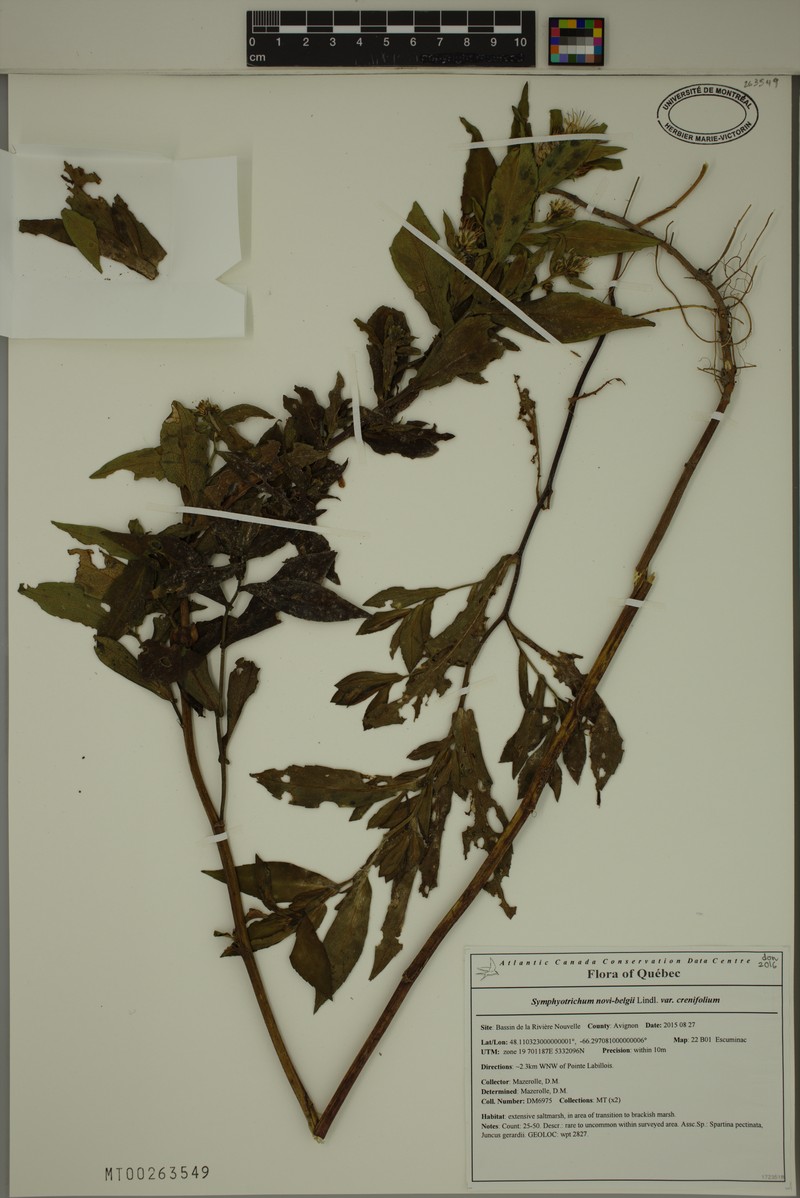 Symphyotrichum novi-belgii var. crenifolium photo 2