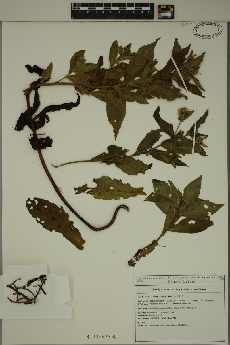 Symphyotrichum novi-belgii var. crenifolium photo 3