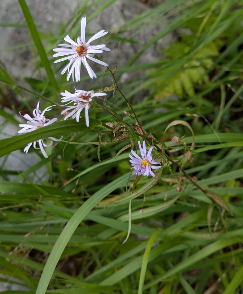 Symphyotrichum novi-belgii var. elodes