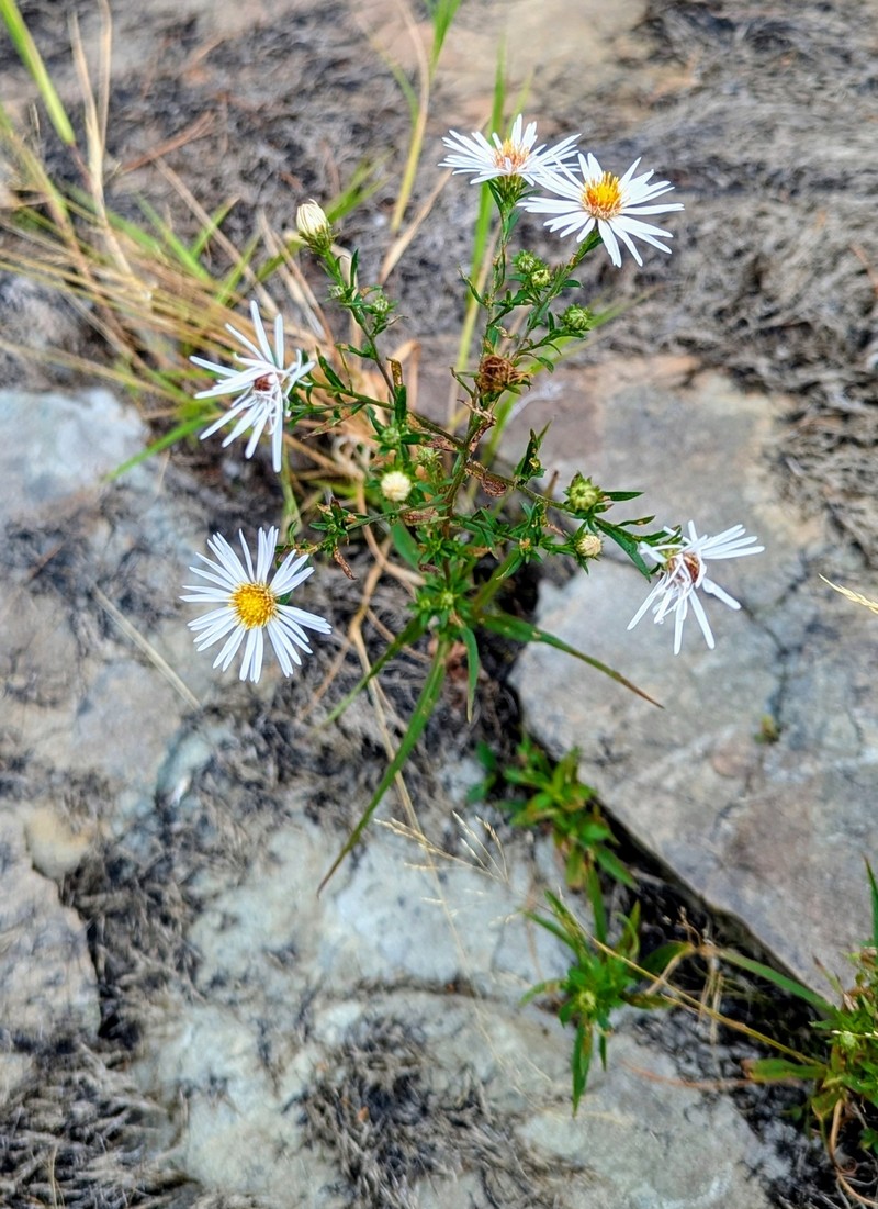 Symphyotrichum novi-belgii var. elodes photo 2