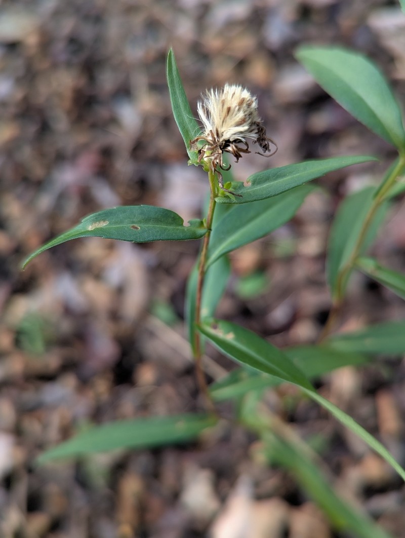 Symphyotrichum novi-belgii var. elodes photo 3