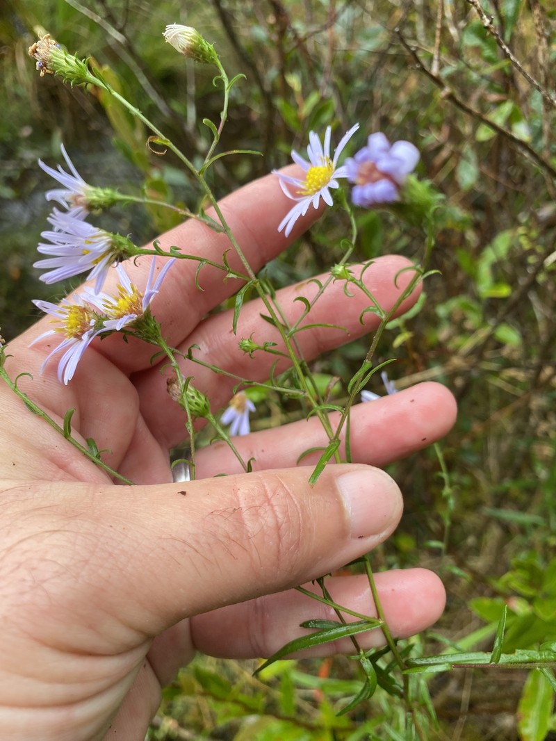 Symphyotrichum novi-belgii var. elodes photo 5