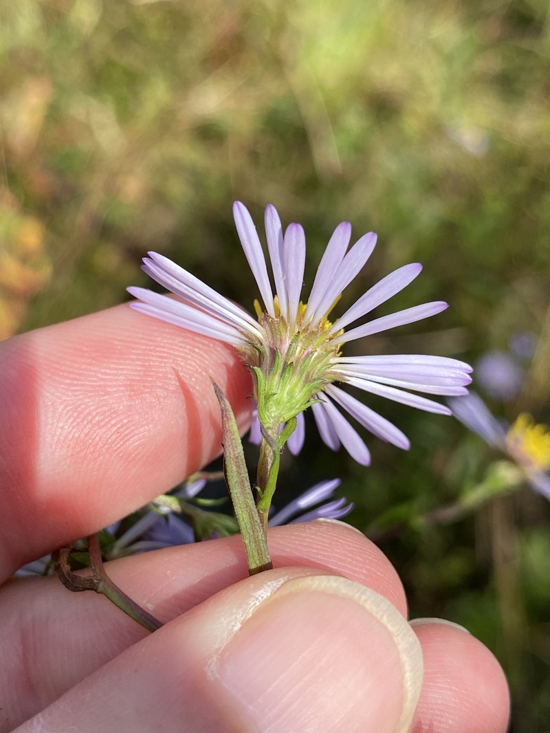 Symphyotrichum novi-belgii var. elodes photo 7