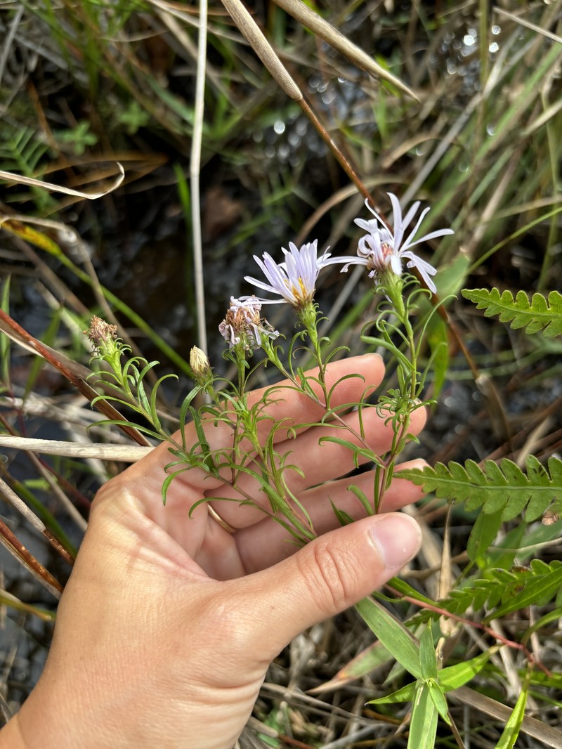 Symphyotrichum novi-belgii var. elodes photo 8