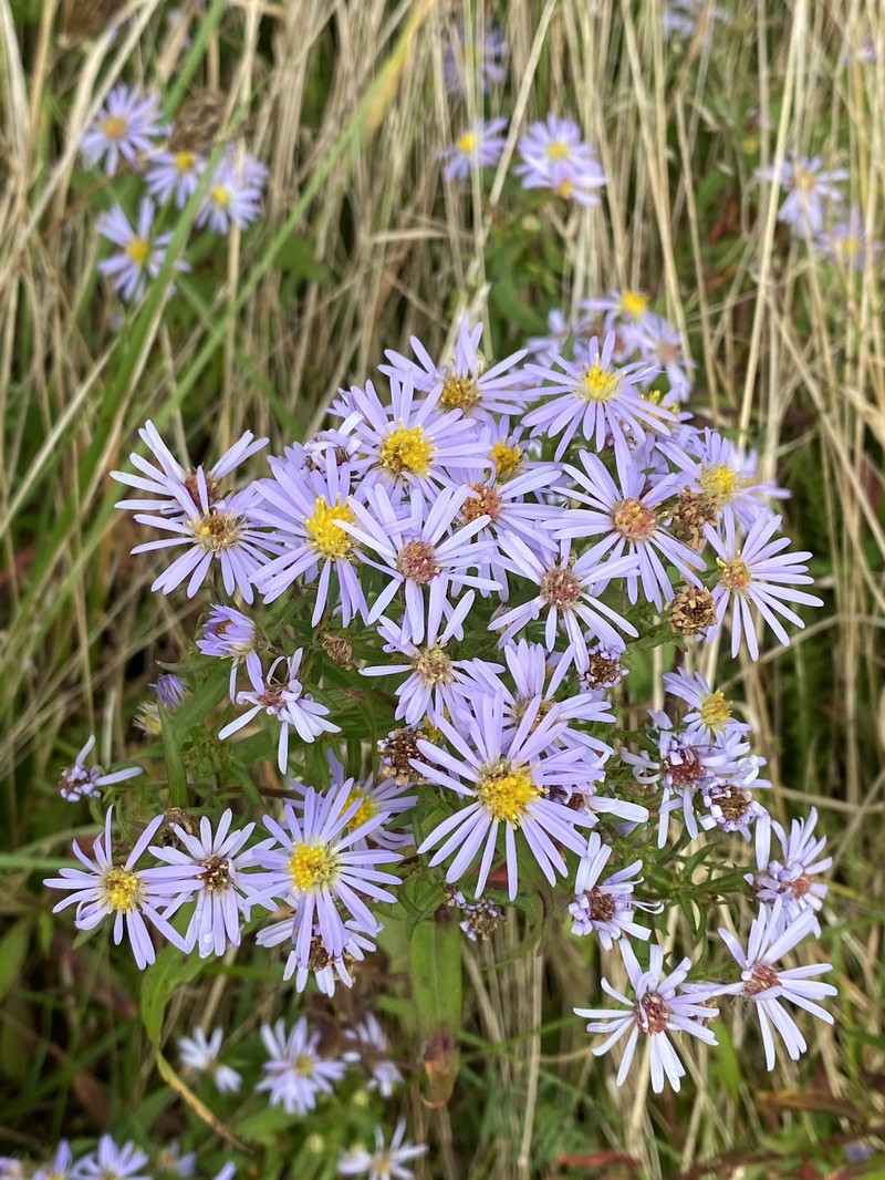 Symphyotrichum novi-belgii var. novi-belgii