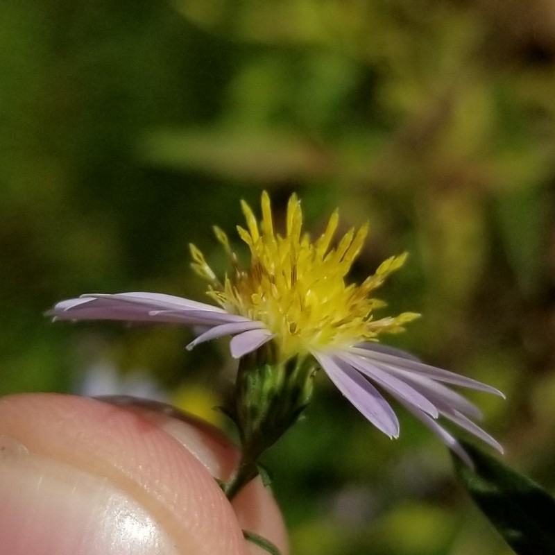Symphyotrichum novi-belgii var. novi-belgii photo 2