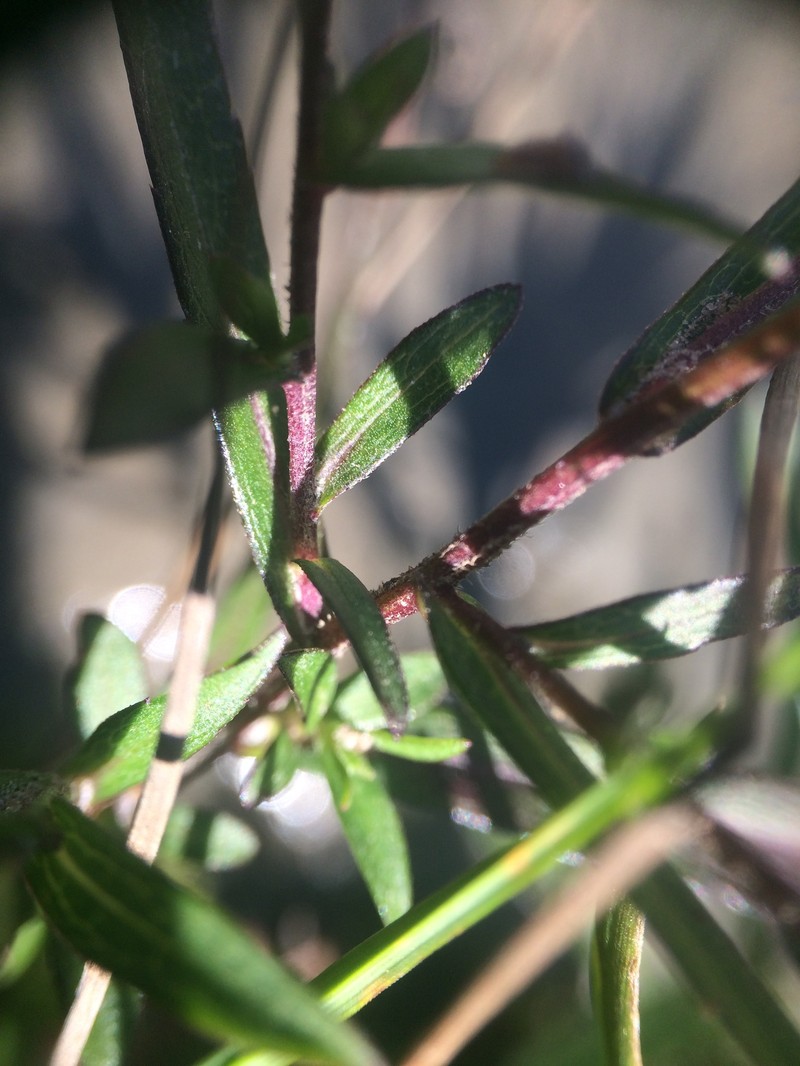 Symphyotrichum novi-belgii var. novi-belgii photo 3