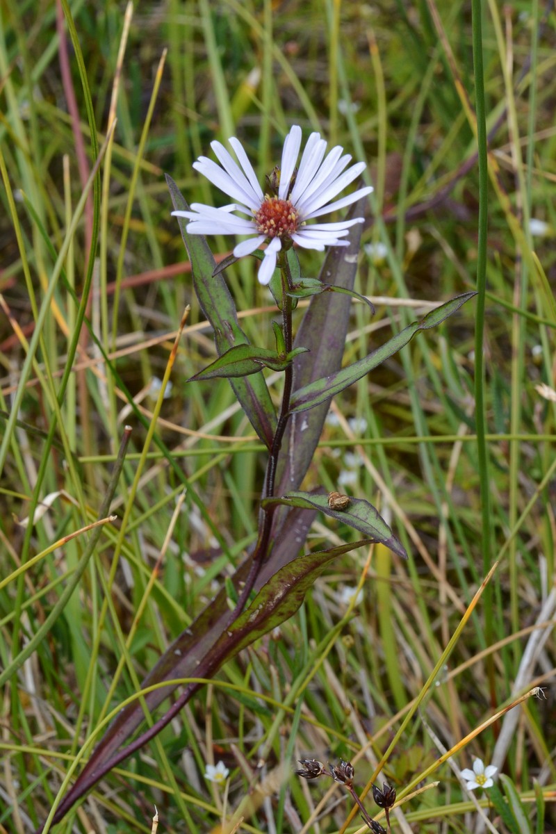 Symphyotrichum novi-belgii var. novi-belgii photo 4