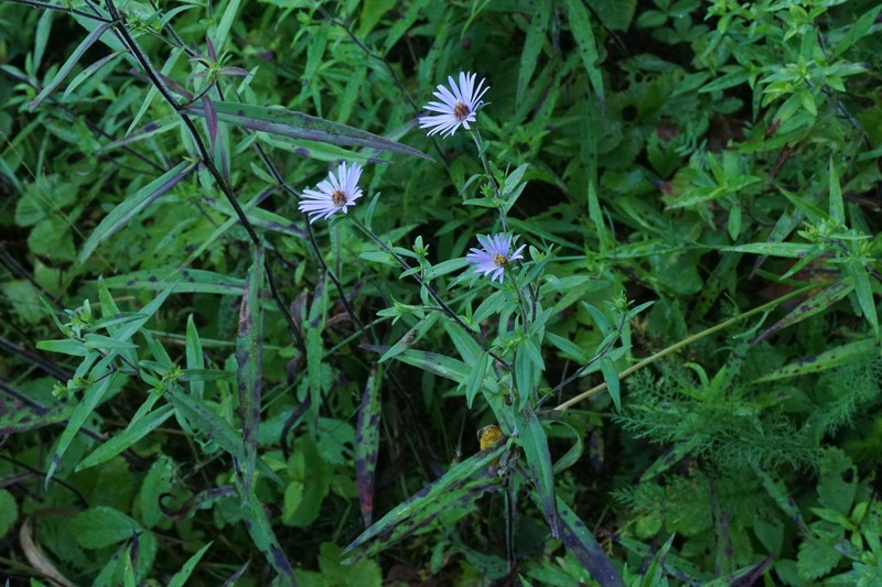 Symphyotrichum novi-belgii var. villicaule photo 4