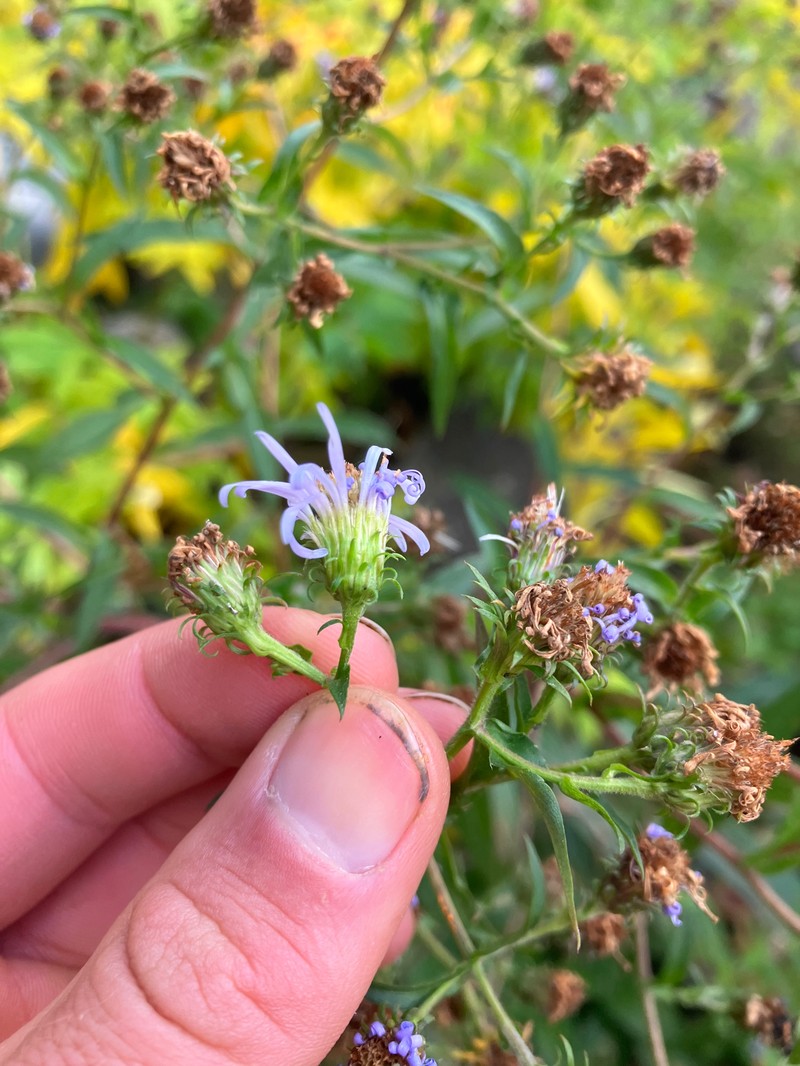 Symphyotrichum novi-belgii var. villicaule photo 5