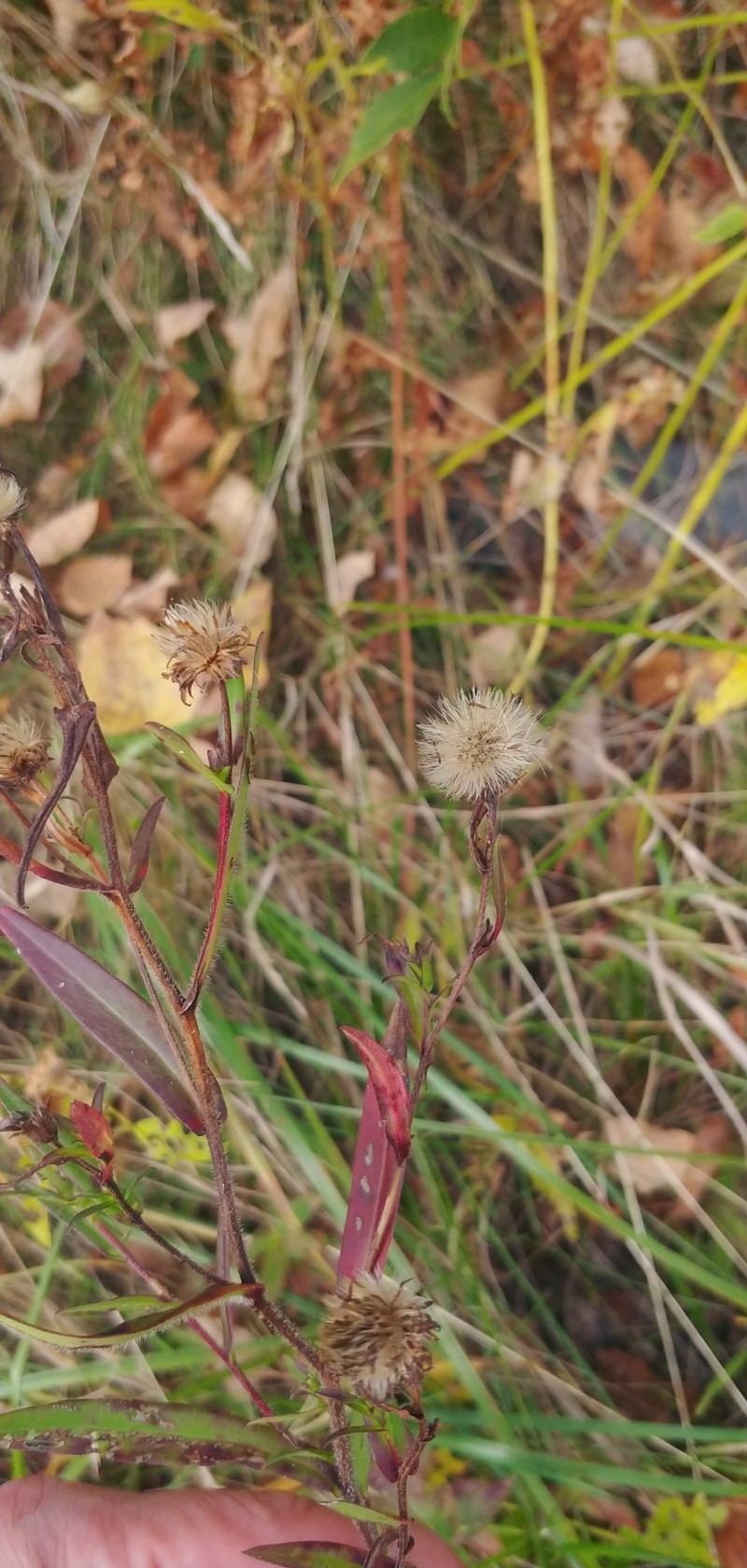 Symphyotrichum novi-belgii var. villicaule photo 7