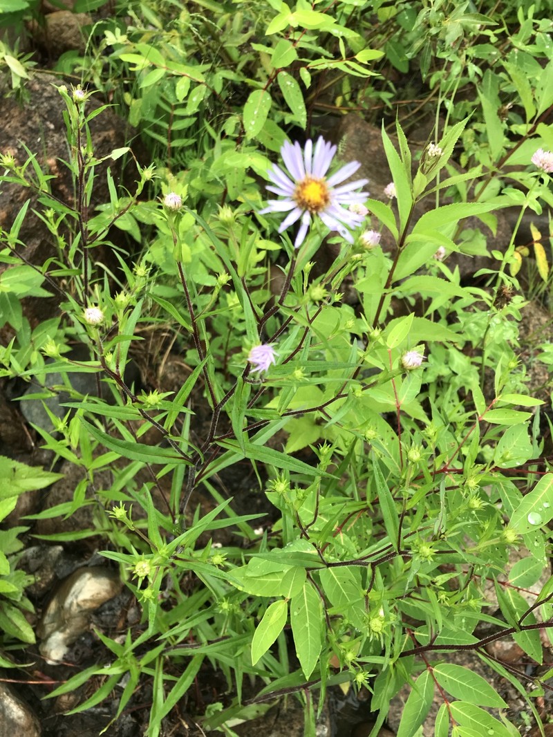 Symphyotrichum novi-belgii var. villicaule photo 8