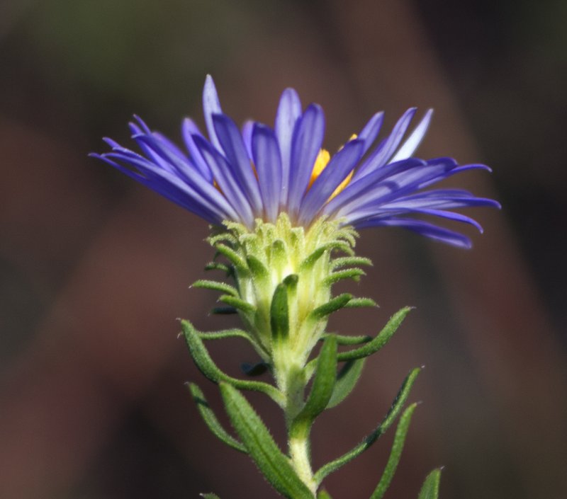 Aromatic Aster photo 3