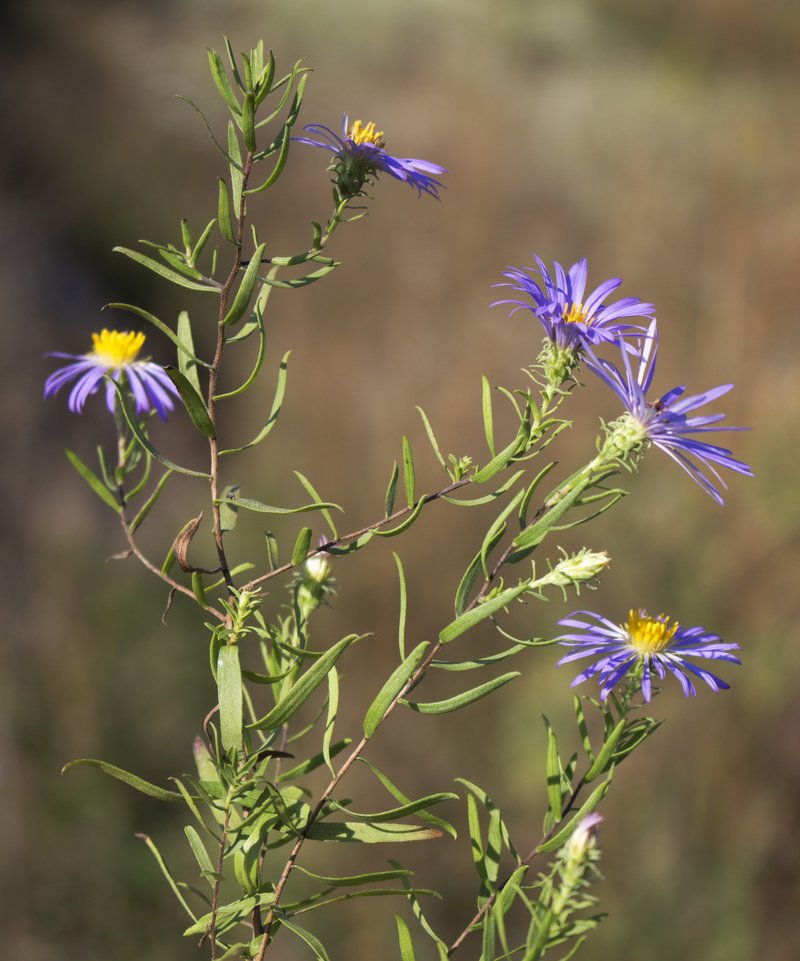 Aromatic Aster photo 4