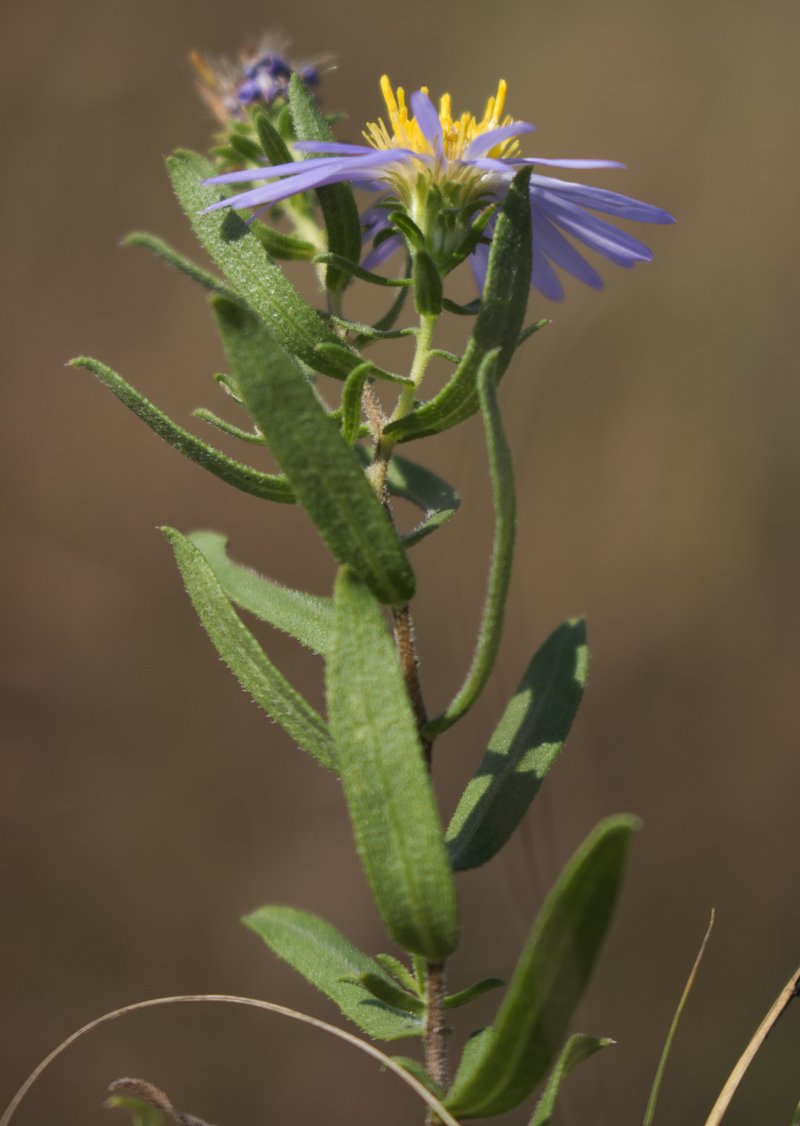 Aromatic Aster photo 5