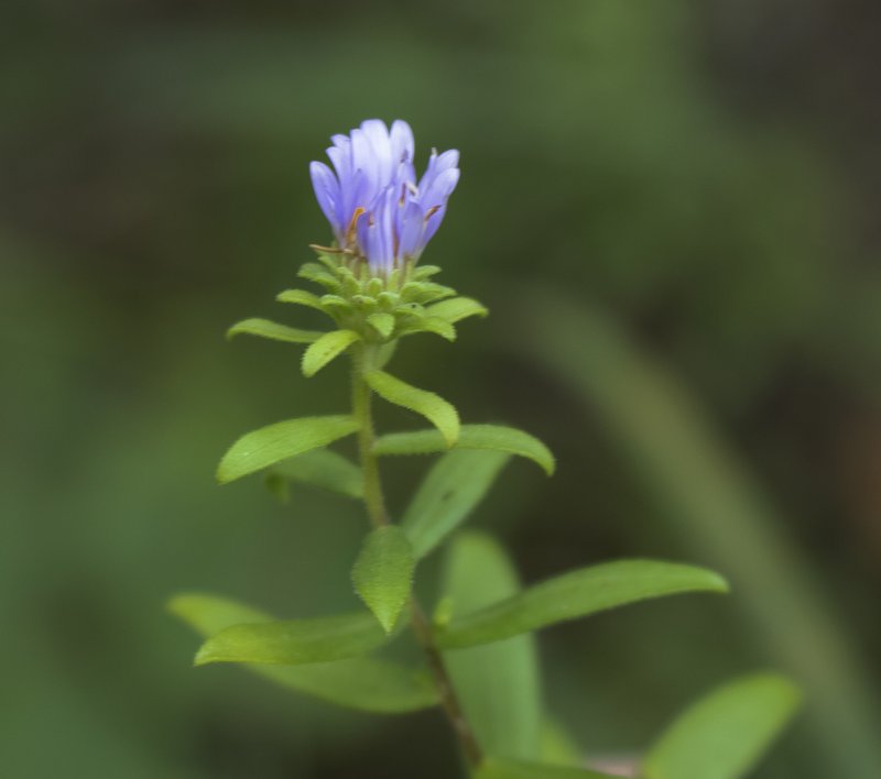 Aromatic Aster photo 6