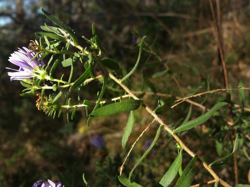 Aromatic Aster photo 7