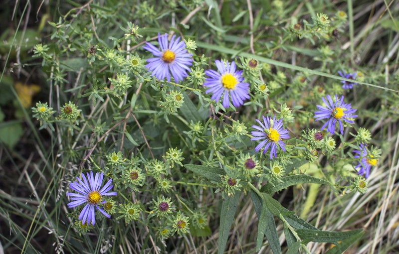 Aromatic Aster photo 2