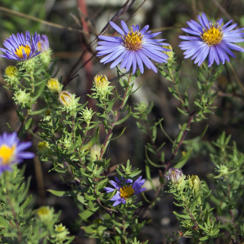 Aromatic Aster