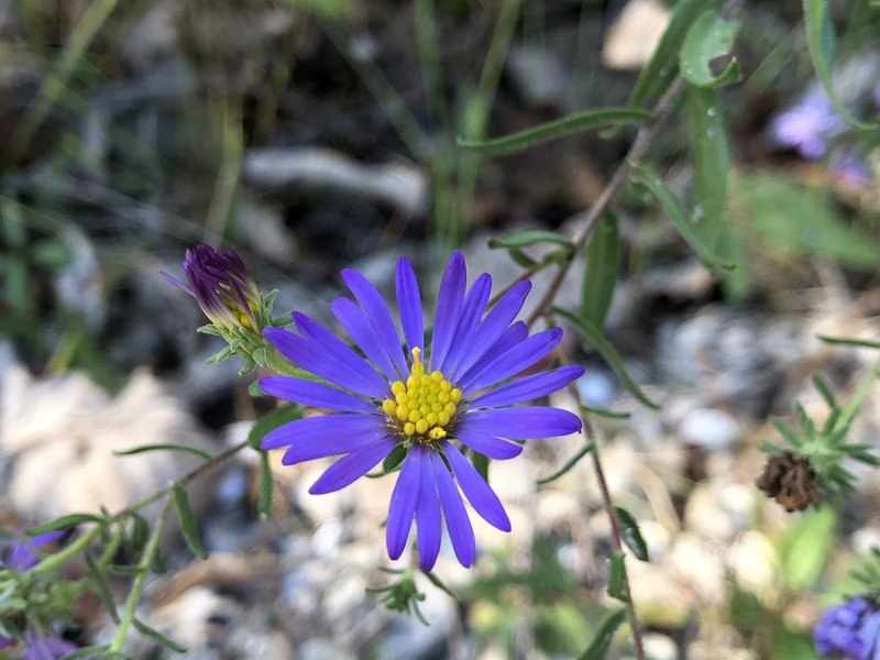 Aromatic Aster photo 8