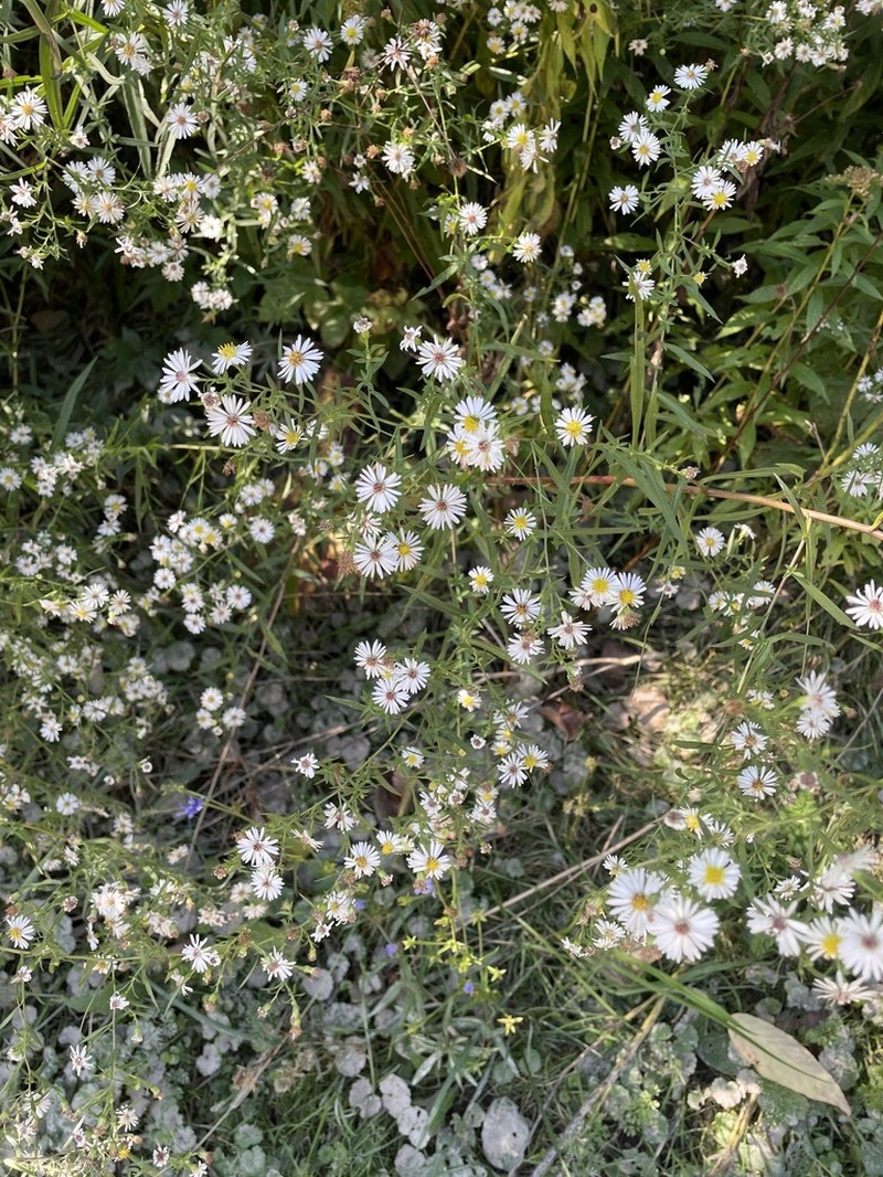 Bottomland Aster photo 5