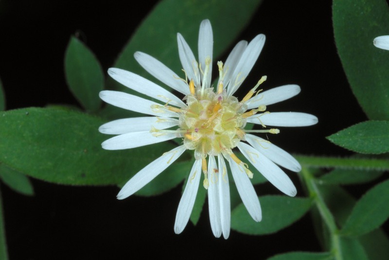 Bottomland Aster photo 6
