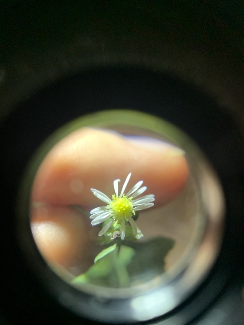 Bottomland Aster photo 7