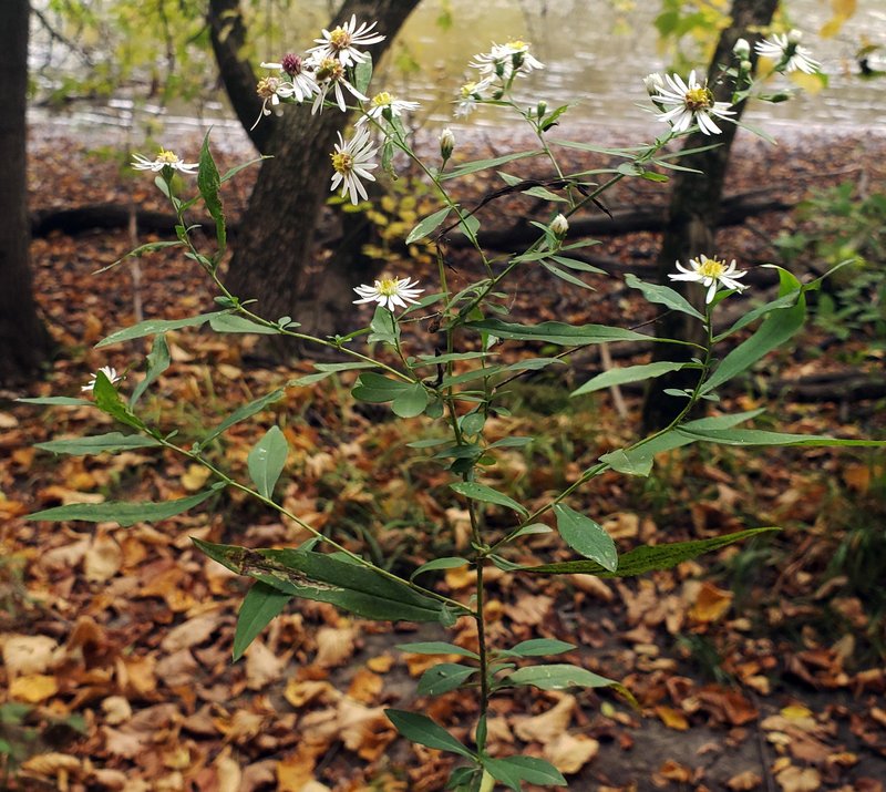 Bottomland Aster photo 5