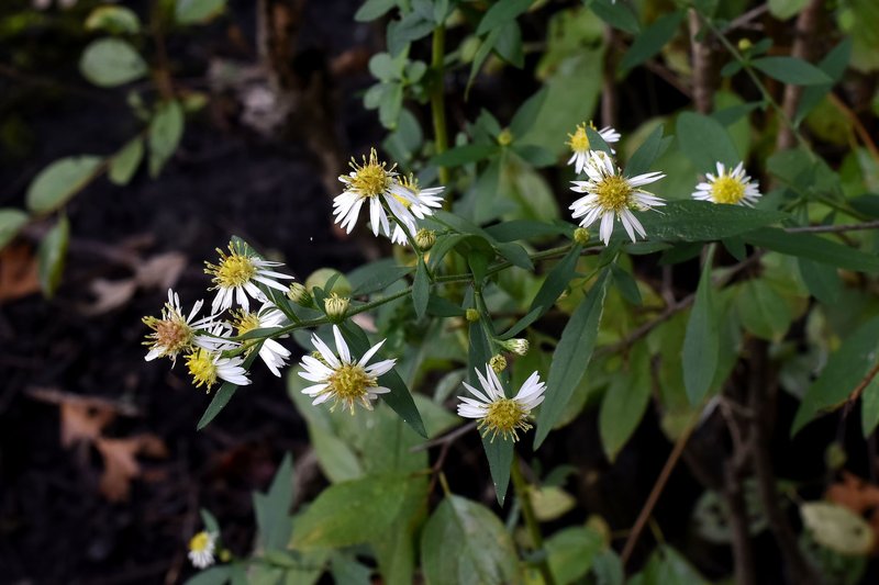 Bottomland Aster photo 6