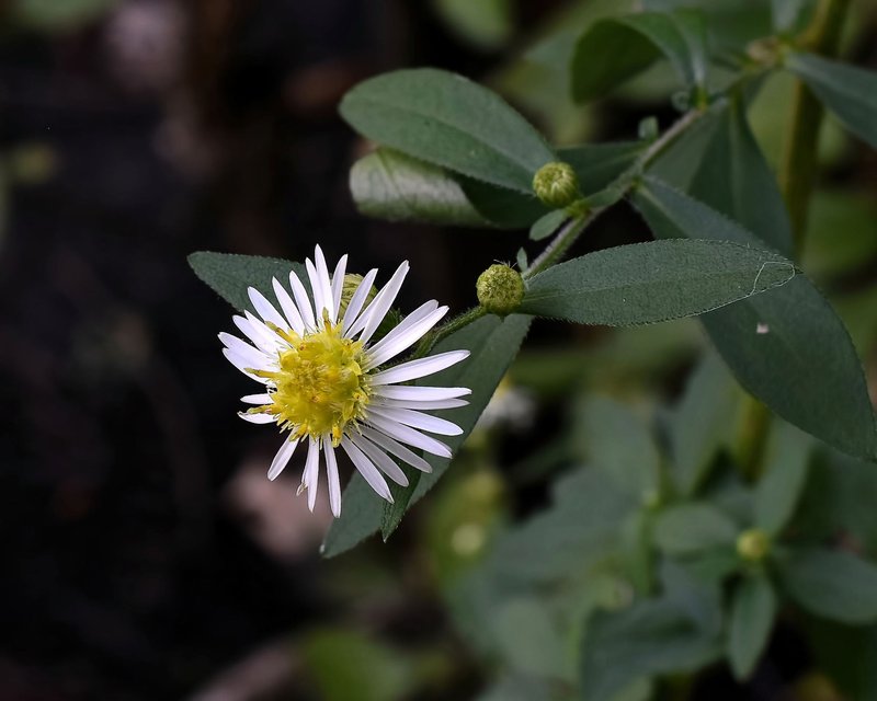 Bottomland Aster