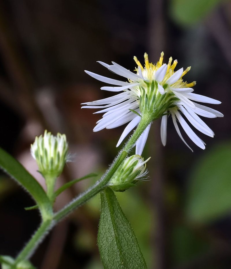 Bottomland Aster photo 7