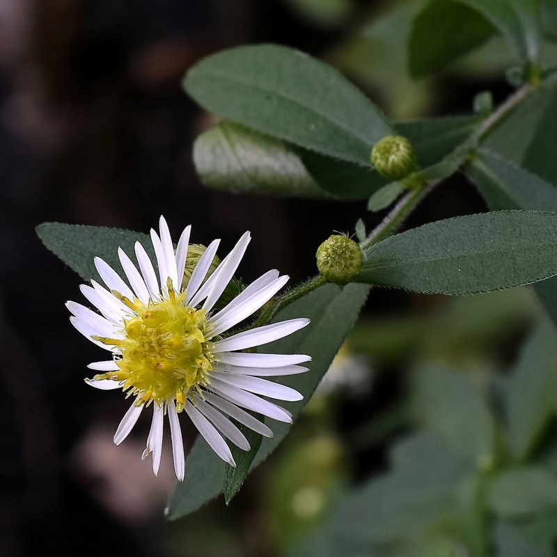 Bottomland Aster photo 2