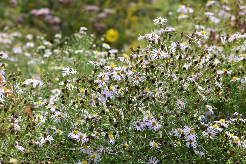 Bottomland Aster photo 3