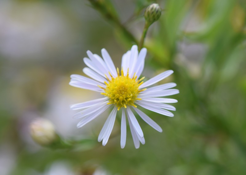 Bottomland Aster photo 4