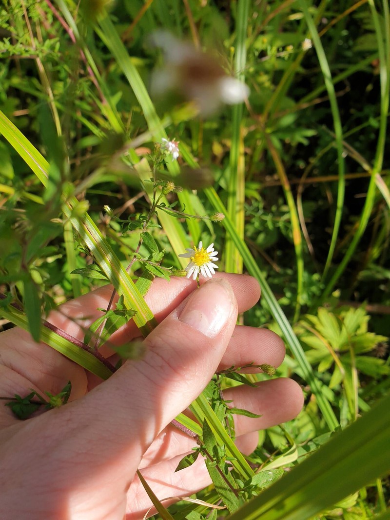 Symphyotrichum ontarionis var. glabratum