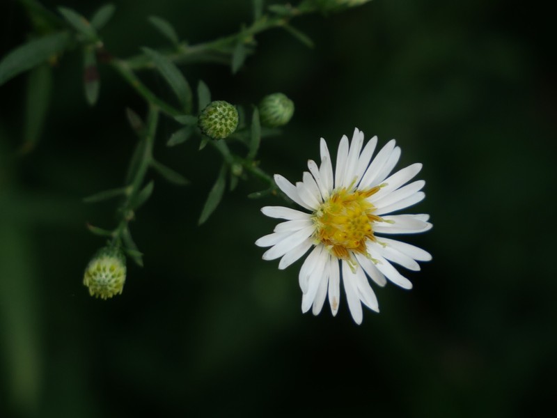 Symphyotrichum ontarionis var. glabratum photo 2