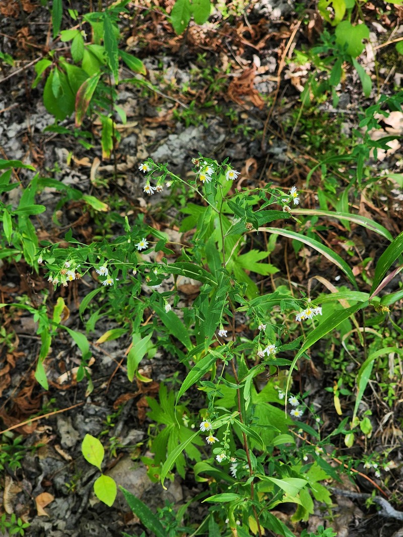 Symphyotrichum ontarionis var. glabratum photo 3