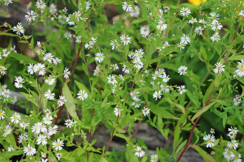 Symphyotrichum ontarionis var. glabratum photo 4