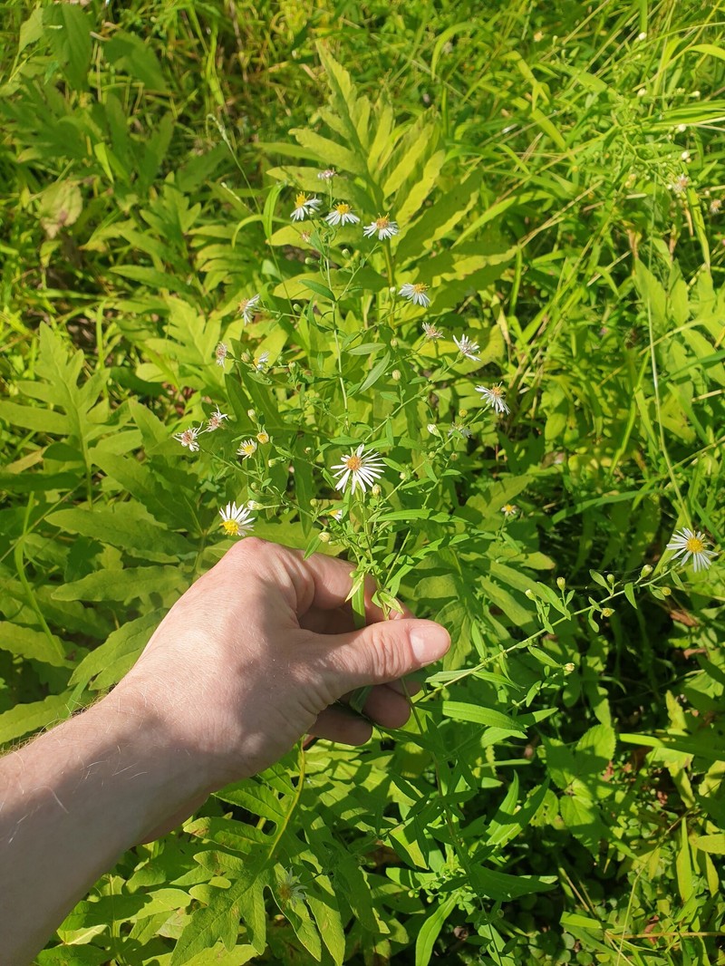 Symphyotrichum ontarionis var. glabratum photo 5