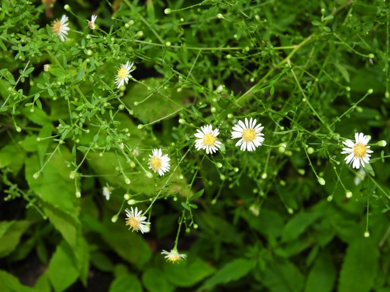 Symphyotrichum ontarionis var. glabratum photo 6