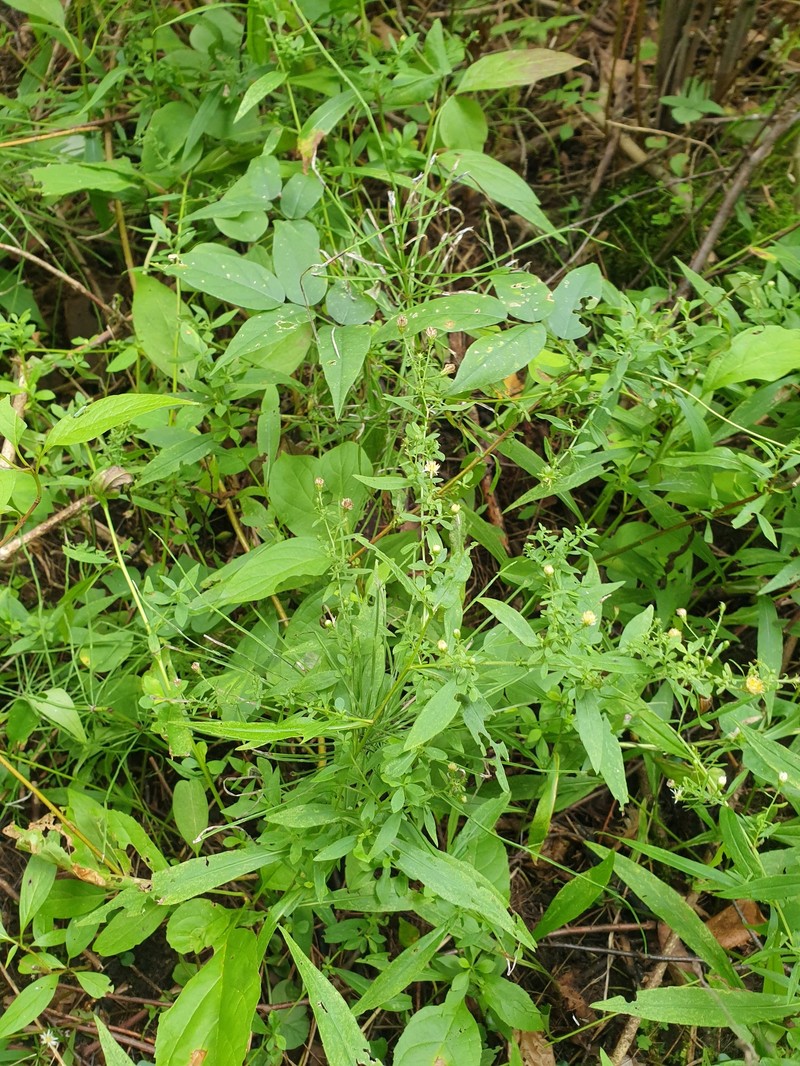 Symphyotrichum ontarionis var. glabratum photo 8