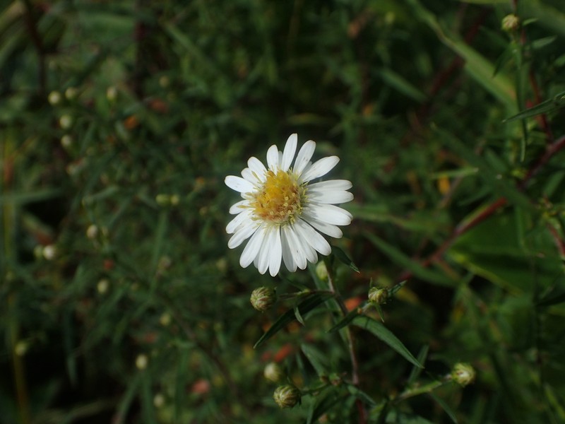 Symphyotrichum ontarionis var. ontarionis